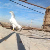 کبوتر پرشی هم جفتی