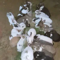 خرگوش|موش و خرگوش|قرق, |دیوار