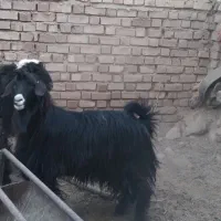 چبش چاق|حیوانات مزرعه|مود, |دیوار