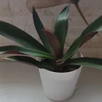 گل طبیعی|گل و گیاه طبیعی|سنقر, |دیوار