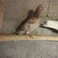 پرشی|پرنده|نقده, |دیوار