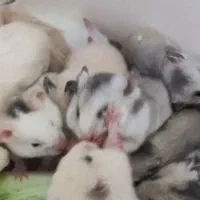 همستریه ماهه وبالغ دستی