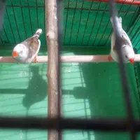 فنچ‌‌مواد|پرنده|کرمان, |دیوار