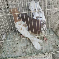 کله زرد ، سینه سرخ ماده، کله هفترنگ|پرنده|مشهد, امیرآباد|دیوار