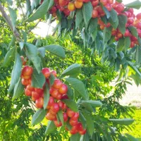 550متر باغ درختان بادام و گردو در پل زمان خان|فروش زمین و ملک کلنگی|شاهین‌شهر, مخابرات (شهید بهشتی)|دیوار