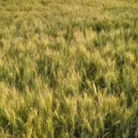 اجاره-زمین-کشاورزی-میاندوآب