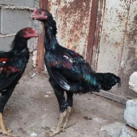 جوجه خروس لاری