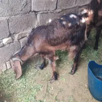 فروش سه بز|حیوانات مزرعه|سراوان, |دیوار