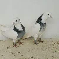 کبوتر طوقی|پرنده|تبریز, |دیوار