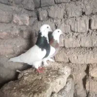 کبوتر
