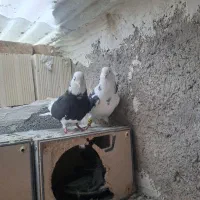 کبوتر تهرانی|پرنده|صوفیان, |دیوار