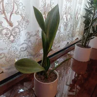 ماسونیا ابلق