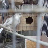 فروش عروس هلندی مولد