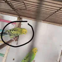 مرغ عشق ماده