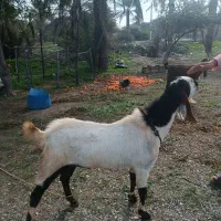 نری|حیوانات مزرعه|رودخانه, |دیوار