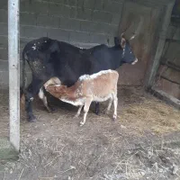 گاو شیرده با گوساله|حیوانات مزرعه|توتکابن, |دیوار