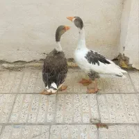 یک جفت غاز نر و ماده بالغ ۱ساله نزدیک تخم گزاری