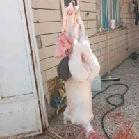 کشتار بره و کهره چاق در حضور مشتری زیر قیمت بازار|حیوانات مزرعه|رامهرمز, |دیوار