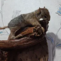 دکوری مجسمه سنجا ب