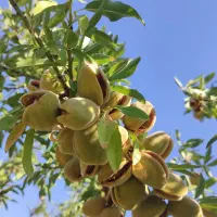 بادام کاغذی