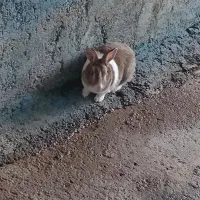 خرگوش|موش و خرگوش|ملکشاهی, |دیوار