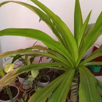 گل ذرتی شاداب