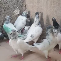 بیست کبوتر پاکستانی|پرنده|خورموج, |دیوار