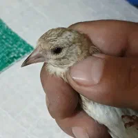 ۸ عدد جوجه استان فارسی درجه ۱