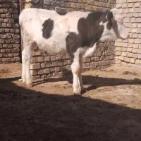 گوساله سیمینتال دشتی|حیوانات مزرعه|رامند, |دیوار
