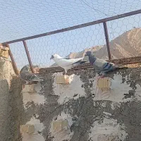 کبوتر6تانر
