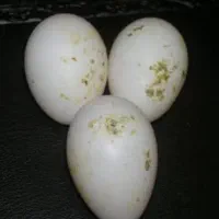 تخم نطفه دار عروس هلندی