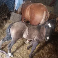 فروش مادیان ۶ سال با کره|اسب و تجهیزات اسبسواری|نورآباد, |دیوار