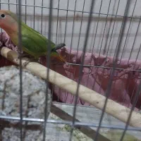 طوطی برزیلی 4ماهه