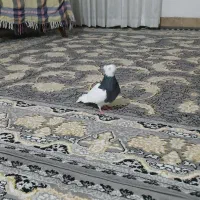 کبوتر طوقی سیاه ماده