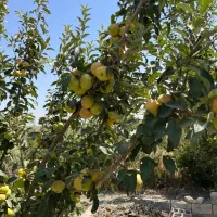 ۱۴ هزارمتر باغ چهار دیواری و سنددار آب برق