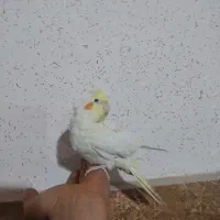 عروس هلندی کاملا رام