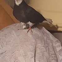 کبوتر گرفته