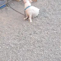 سگ پاکوتا|سگ|جیرفت, |دیوار