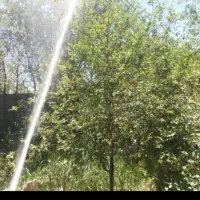 هرس باغ و درخت و سمپاشی و کوددهی|خدمات باغبانی و درختکاری|قره چای, |دیوار