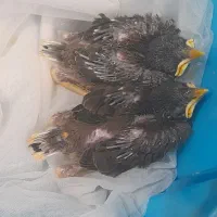 جوجه مینا تعداد محدود
