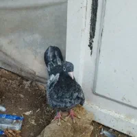 کبوتر|پرنده|بجنورد, |دیوار