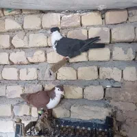 کرواتی|پرنده|شیروان (خراسان), |دیوار