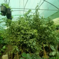 حراج گل بنحامین