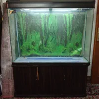 آکواریوم شرکتی SEA STAR شیشه خم