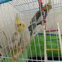 عروس هلندی|پرنده|اصفهان, خواجه عمید|دیوار