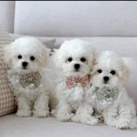 واگذاری توی پودل ۲۲|سگ|شهریار, شهریار|دیوار