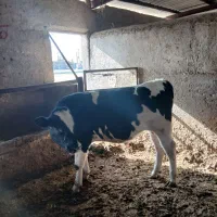 گوساله نر|حیوانات مزرعه|مشهد, خرم آباد|دیوار