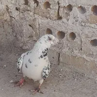 سوسکی سیاه|پرنده|تربت‌حیدریه, جانبازان|دیوار