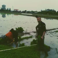 برنج هاشمی درجه یک گیلان