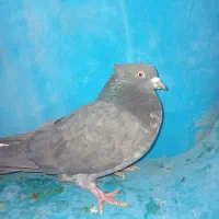 پرنده|پرنده|خرمدره, |دیوار